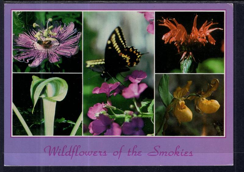 Wildflowers of the Great Smokey Mountains BIN