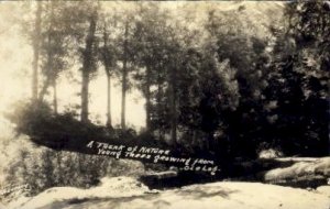 Young Trees Growing from Old Log - MIsc, California CA  