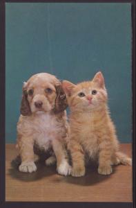 Kitten and Puppy Postcard