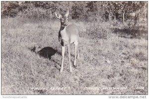 Wisconsin Crivitz Deer At Huigen's Resort 1946 Real Photo