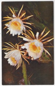 Night Blooming Cereus Blooms Open in Early Evening & Close in Morning