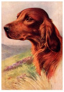 Dog , Irish Setter