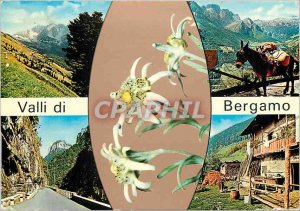 Postcard Modern Valli di Bergamo Donkey Mule