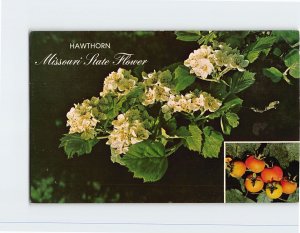 Postcard - Hawthorn, Missouri State Flower - Missouri