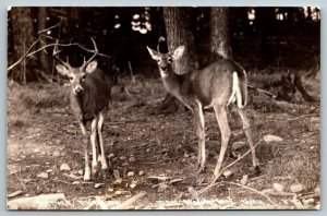 1942  Buck deer Father & Son  Iron Mountain  Michigan  Postcard