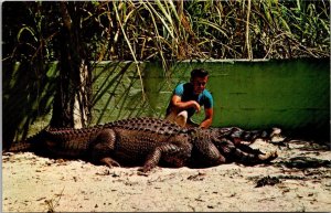 Florida Fort Lauderdale Aquaglades Park Huge 12 Foot Long Alligator