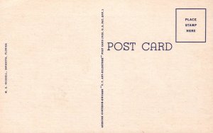 Flamingos ,Sarasota Jungle Gardens,Sarasota,FL