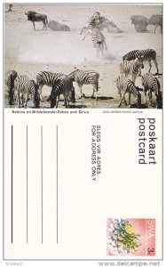 Zebra and Gnus,  Namibia, South West Africa, 40-60s