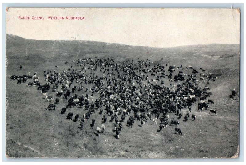 1910 Ranch Scene Aerial View Of Cows Western Mitchell Nebraska NE Postcard