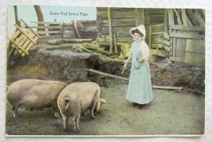 1910 ANTIQUE POSTCARD CORN FED IOWA PIGS