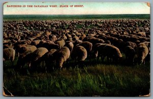 Postcard 1908 Ranching Canadian West Flock of Sheep Split Ring Homewood Manitoba