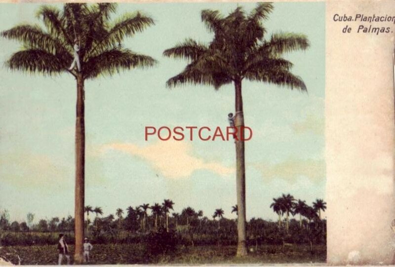 pre-1907 CUBA. PLANTACION DE PALMAS men climbing palm trees