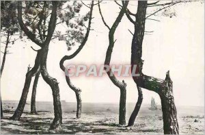 'Modern Postcard Ile d''Oleron Bayardville Twisted Pines Bordering Beach'