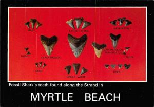 Fossil Shark's Teeth - Myrtle Beach, South Carolina