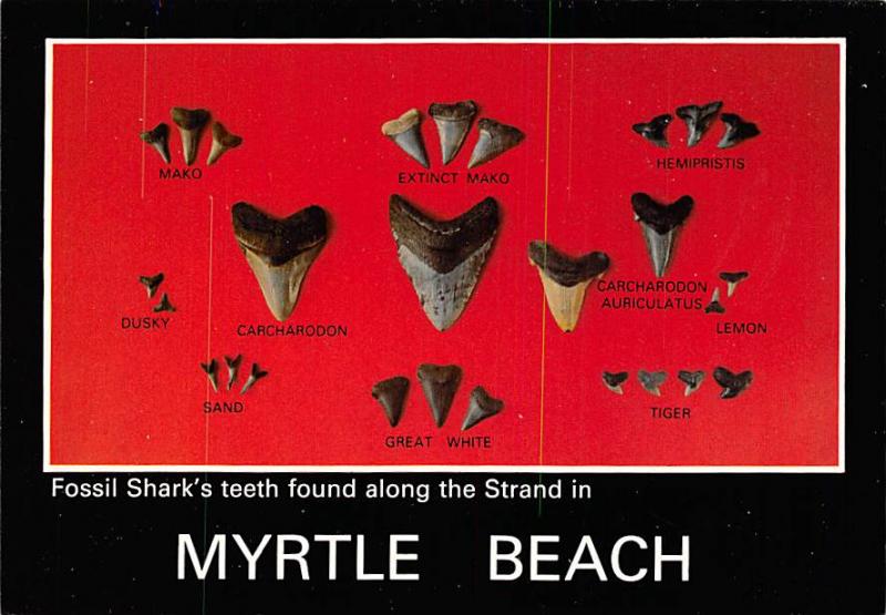 Fossil Shark's Teeth - Myrtle Beach, South Carolina