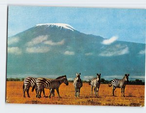 Postcard Zebra, Tanzania