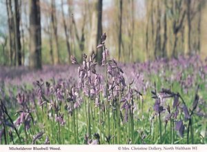 Micheldever Bluebell Wood Hampshire Womens Institute Postcard