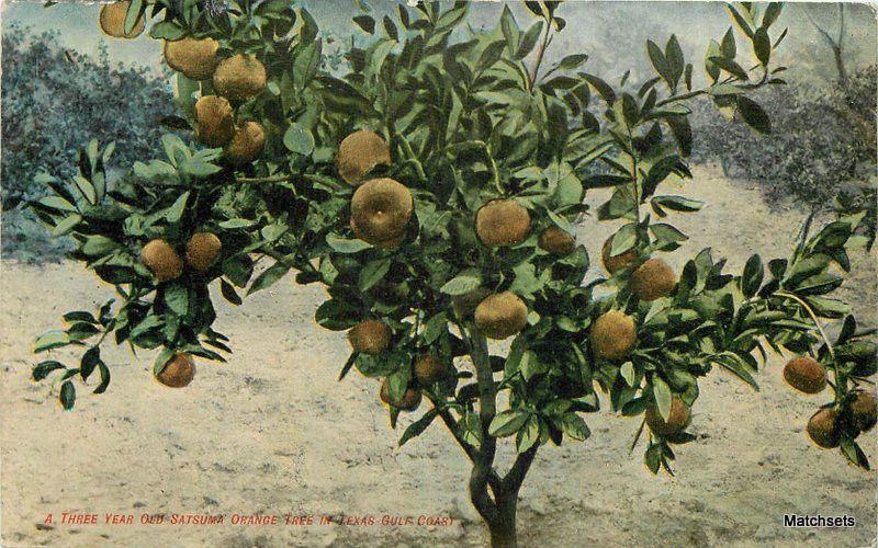 C-1910 Agriculture Satsuma Orange Tree TEXAS Gulf Coast postcarD 10226