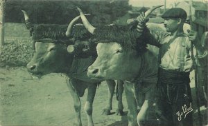 Basque type team of oxen vintage postcard