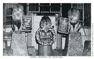 VINTAGE POSTCARD ANIMAL TRAINING AT ST. LOUIS ZOO 1947 CHROME