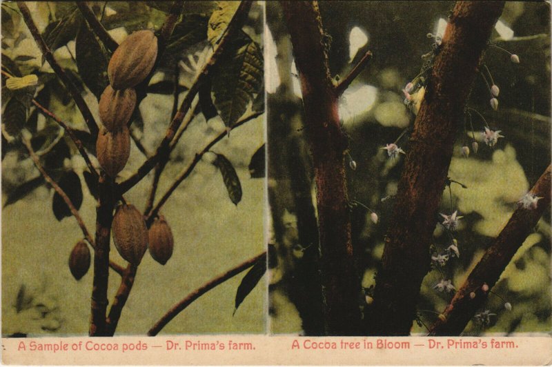 PC CPA PANAMA, COCOA TREE IN BLOOM, DR. PRIMA'S FARM, Vintage Postcard (b26293)