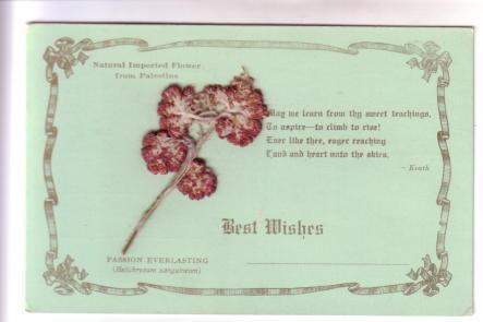 Real Passion Everlasting Flower from Palestine, Best Wishes, Fancy Postcard