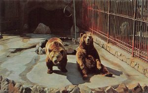 Fresno, CA California  GRIZZLEY BEARS Chaffee Zoo~Roeding Park VINTAGE Postcard