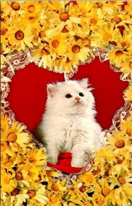 Hearts & Flowers  WHITE KITTEN~DAISIES  Kitty~Cat~Valentine Heart  Postcard