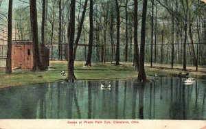 Vintage Postcard 1910 Geese at Wade Park Zoo Cleveland Ohio Trees Water Nature