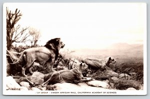 California Academy Of Sciences~Lion Group~Simson African Hall~RPPC~Real Photo PC