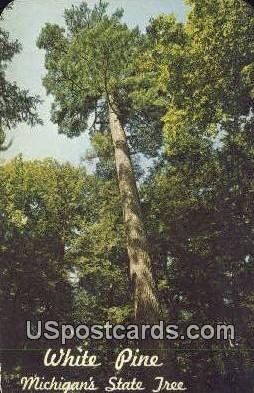 White Pine, Michigan State Tree in Misc, Michigan