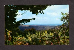 PR Rain Forest El Yunque Puerto Rico Tulip Tree Postcard