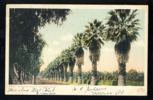 Riverside, California/CA Postcard, Magnolia Avenue, 1908!