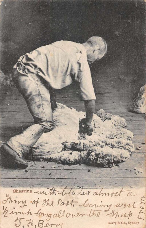 Sydney Australia Shearing Sheep Farming Scene Vintage Postcard AA44156 