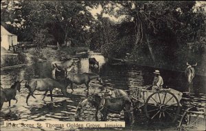 St. Thomas Jamaica Golden Grove Mules Horses River Scene cv1910 Vintage Postcard