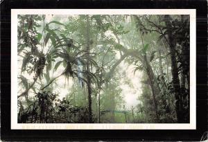 BR99106 misty morning in the border ranges national park nsw australia