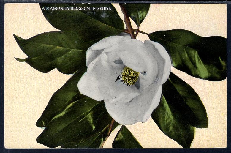 Magnolia Blossom,Flower,Florida