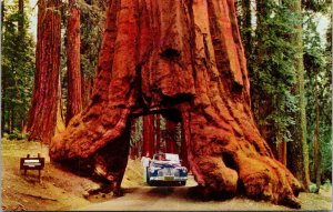 Yosemite National Park California CA Wawona Tunnel Tree Mariposa Postcard UNP 