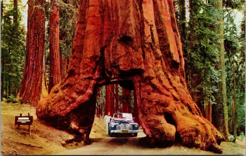 Yosemite National Park California CA Wawona Tunnel Tree Mariposa Postcard UNP 