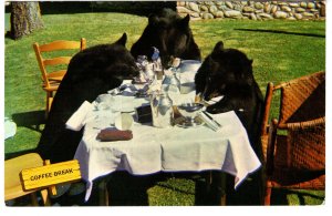 Bears Having a Coffee Break, Canadian Rockies, Used 1965