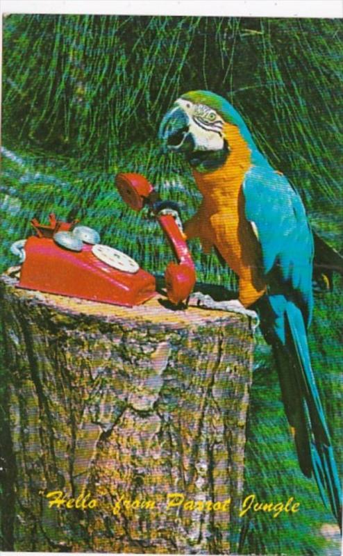 Florida Miami Zeno The Macaw On Telephone Parrot Jungle Red Road