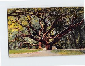 Postcard Le Conte Oak University California USA