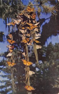 Monarch Butterflies Pacific Grove, California, USA Butterflies 1952 