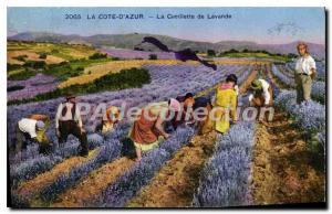 Old Postcard The rating dazur picking lavender