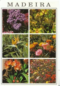 Portugal Postcard - Madeira - Views of Flowers - Ref 17666A