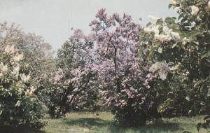 Highland Park Lilacs NY, Rochester, New York