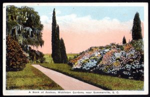 South Carolina SUMMERVILLE A Bank of Azaleas, Middleton Gardens - WB