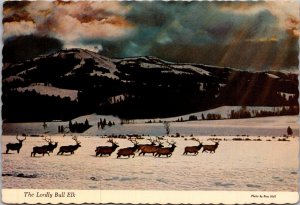 Elk Or Wapiti Herd In The Northwest