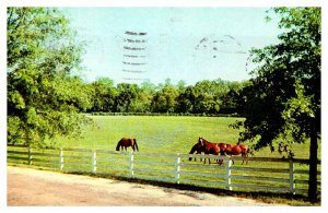 Postcard FARM SCENE Lexington Kentucky KY AQ4782