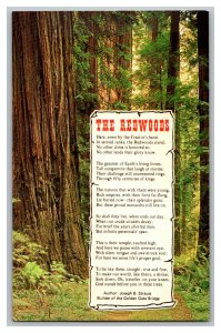 The Redwoods Poem By Joseph B. Strauss Vintage Standard View Postcard